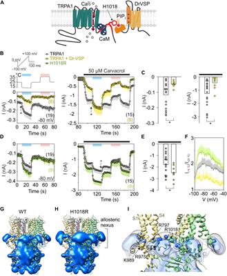 Proximal C-Terminus Serves as a Signaling Hub for TRPA1 Channel Regulation via Its Interacting Molecules and Supramolecular Complexes